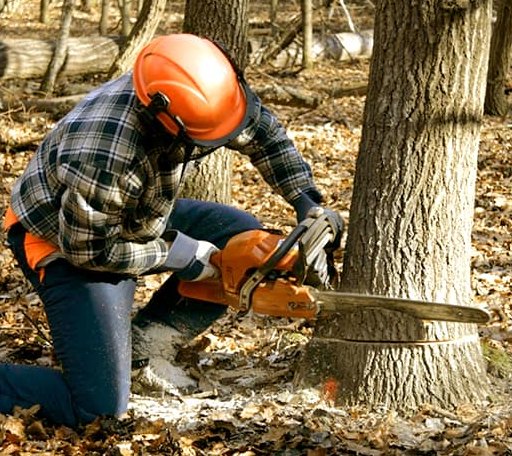 Tree Removal in Eagle Bridge, NY